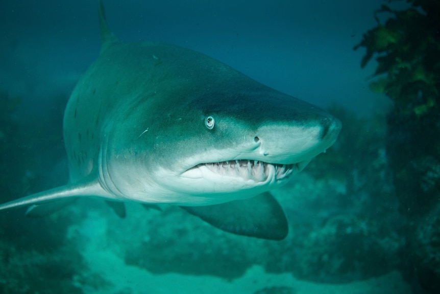 An underwater photo of a grey nurse shark swimming past the camera.
