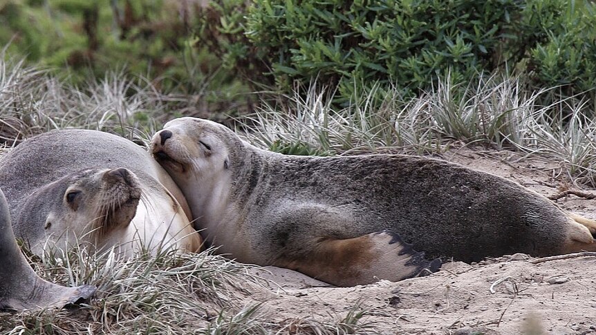 Two sea lions sleep together