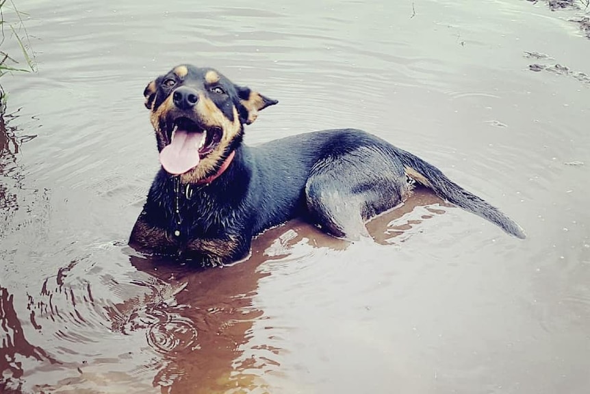 Alert and panting dog lying in a muddy puddle.