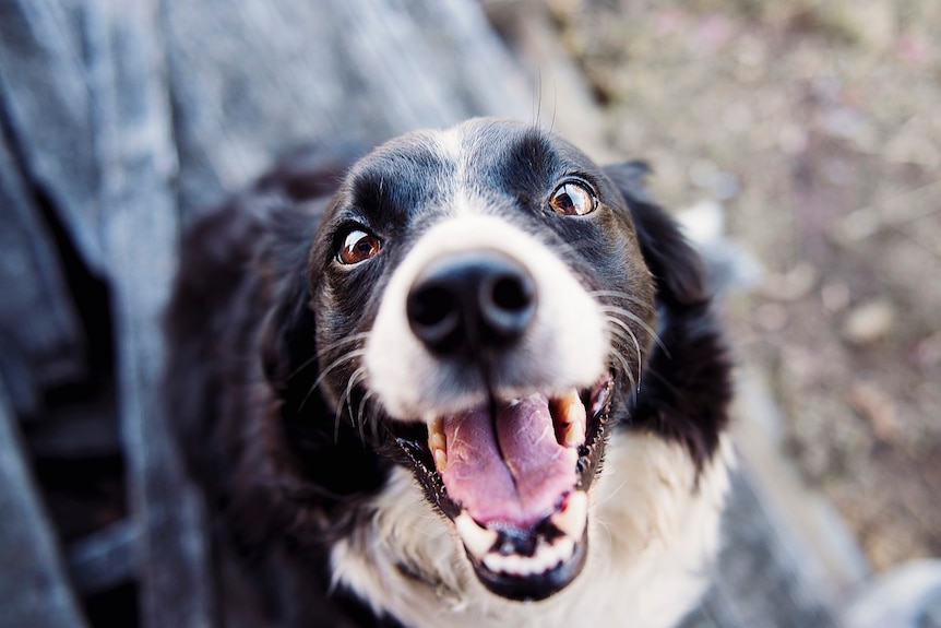 A dog with its mouth open looking at the camera