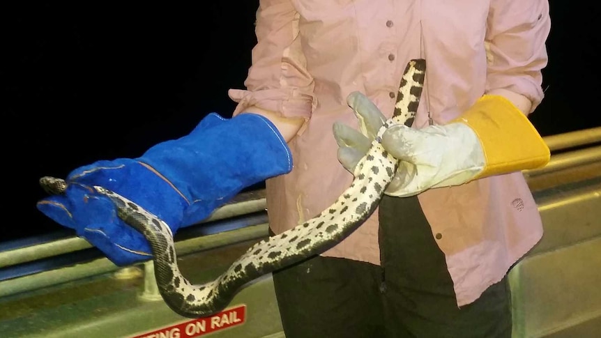 Jenna Crow-Riddell holds sea snake