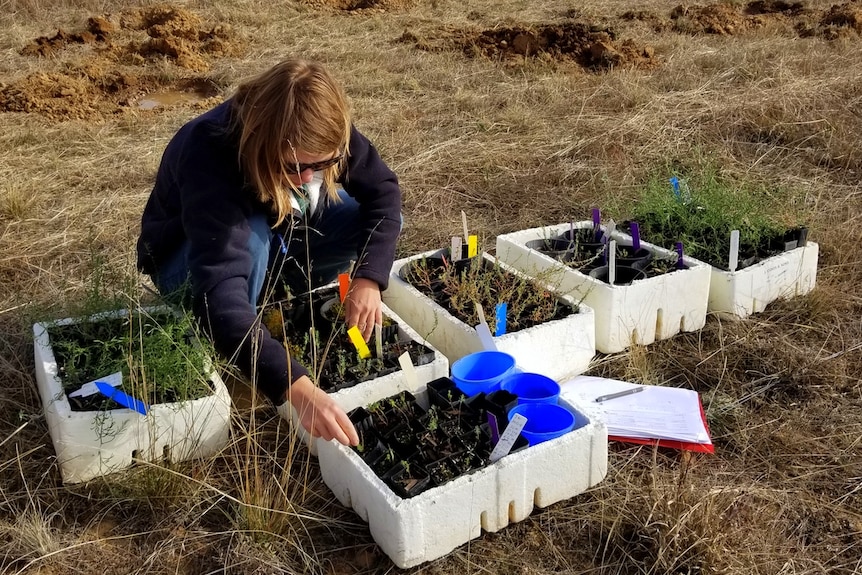 Trust for Nature planting