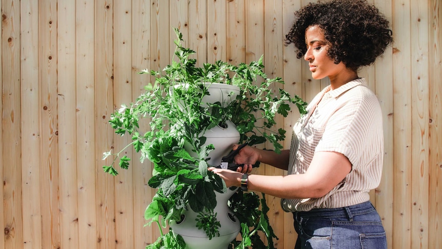 A woman in a black and white tshirt tends to a plant