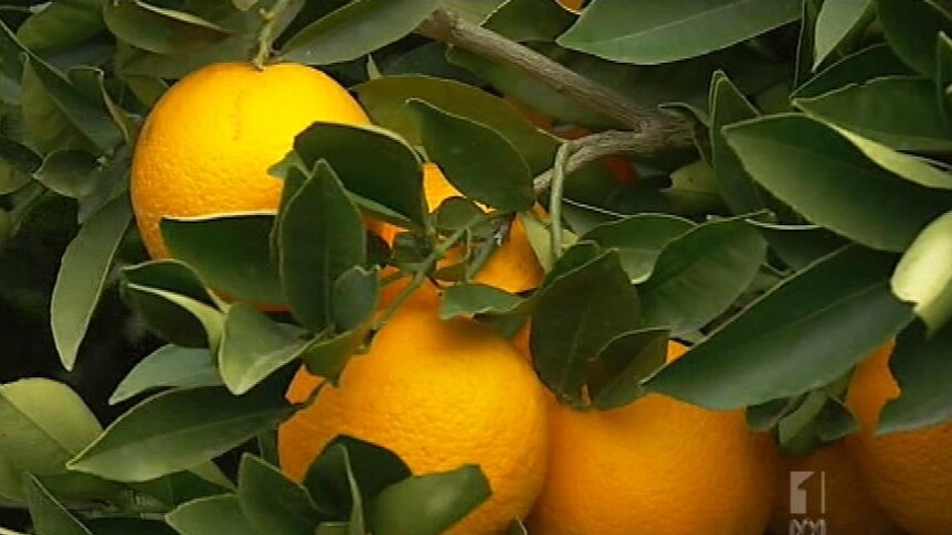 Citrus could be in oversupply