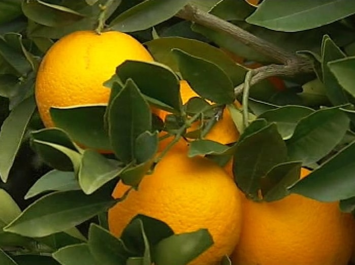 Citrus tree