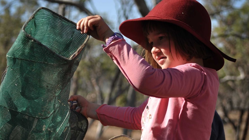 A girl in a pink shirt and red hat checks a rectangular animal trap