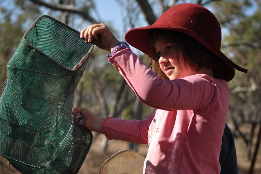 A girl in a pink shirt and red hat checks a rectangular animal trap