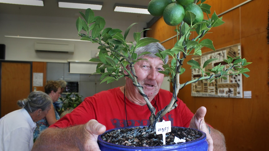 Hedley Hughes owns a lime tree bonsai