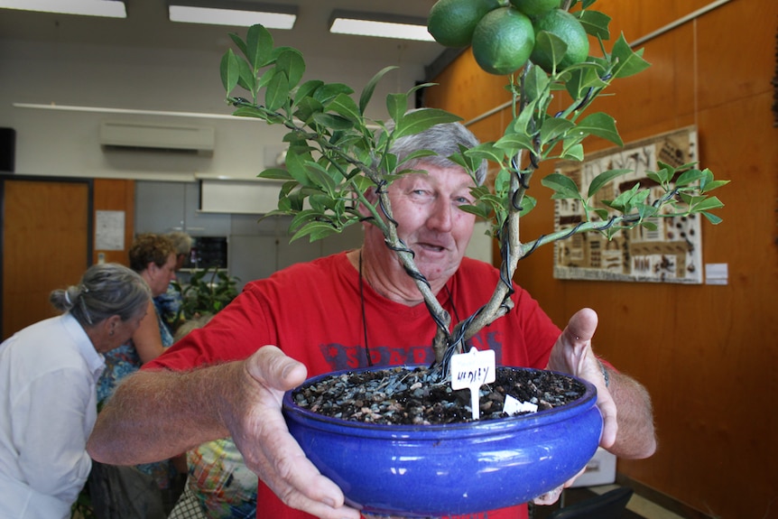 Hedley Hughes owns a lime tree bonsai