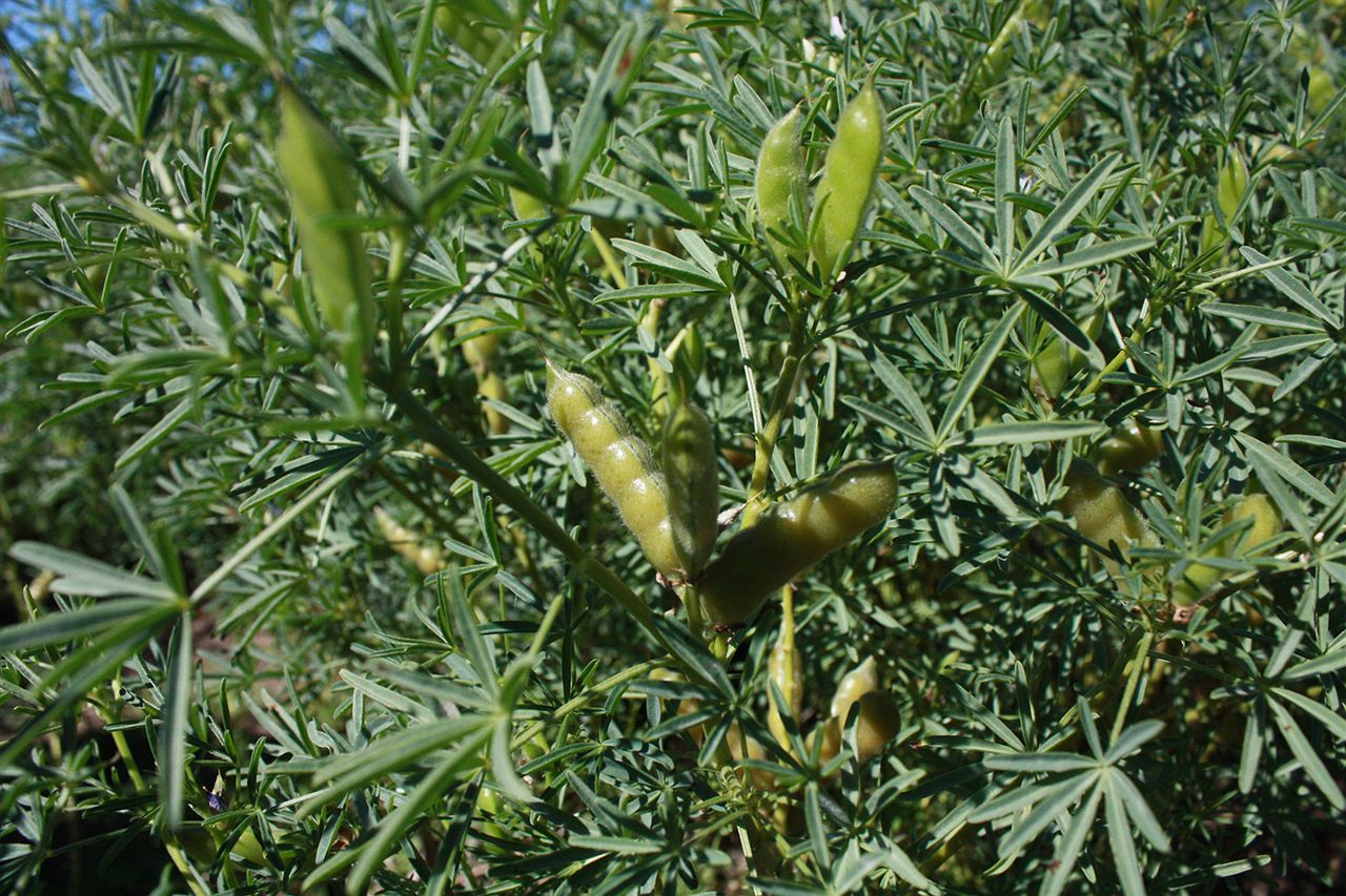 An image of yellow lupin pods on a plant.