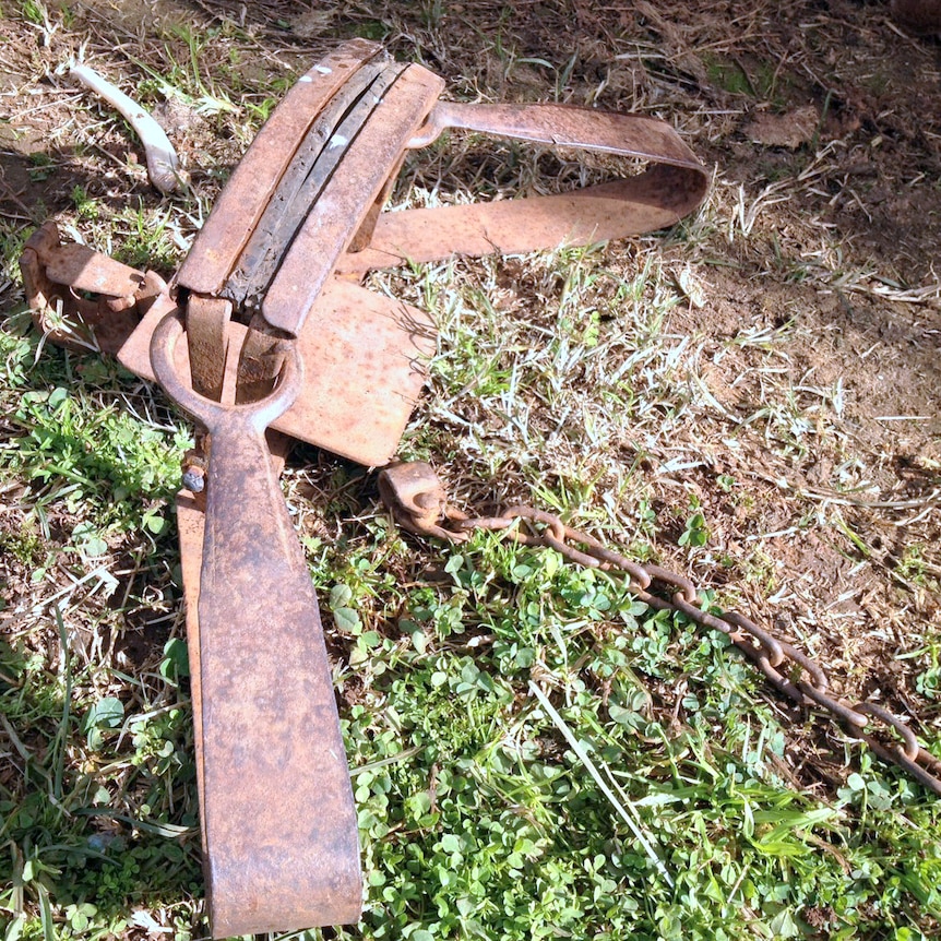 Trapping wild dogs in southern NSW