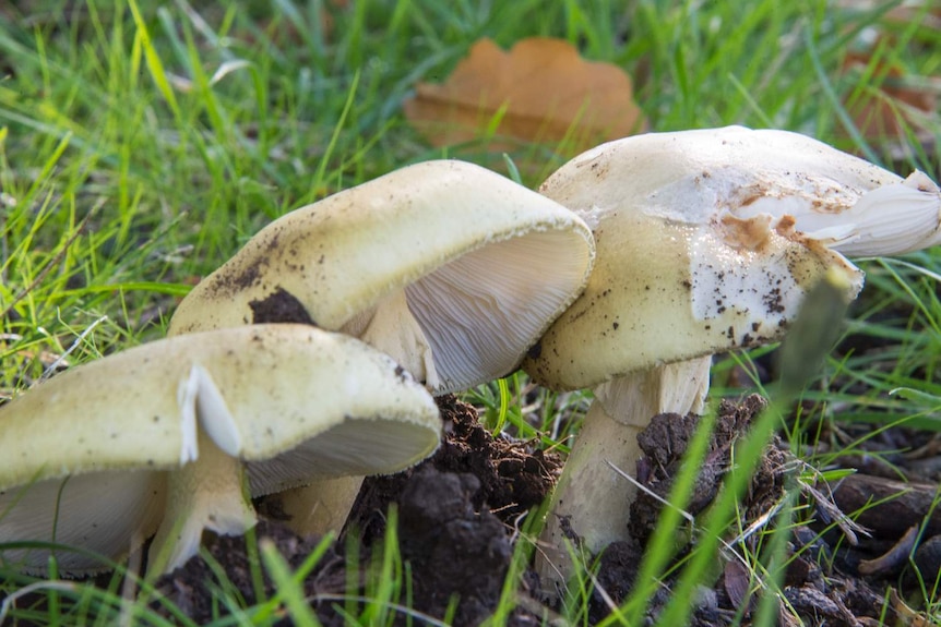 Three mushrooms growing on a grassy forest floor