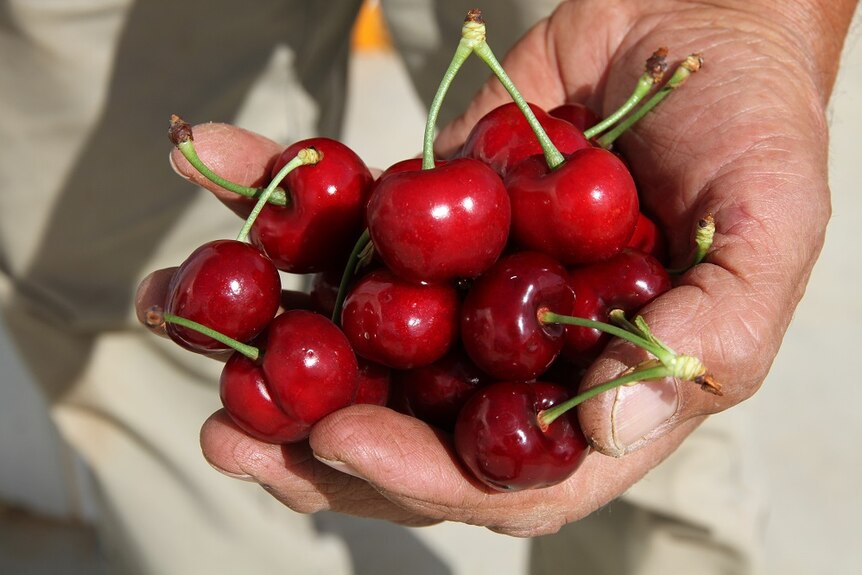 Grower Leon Cotsaris hold up freshly picked cherries in his hand
