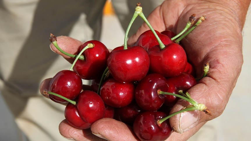 Grower Leon Cotsaris hold up freshly picked cherries in his hand