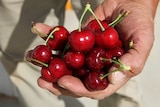 a hand holds up freshly picked cherries