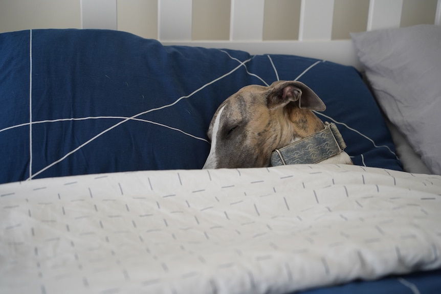 A whippet sleeps under a doona with its head on a pillow