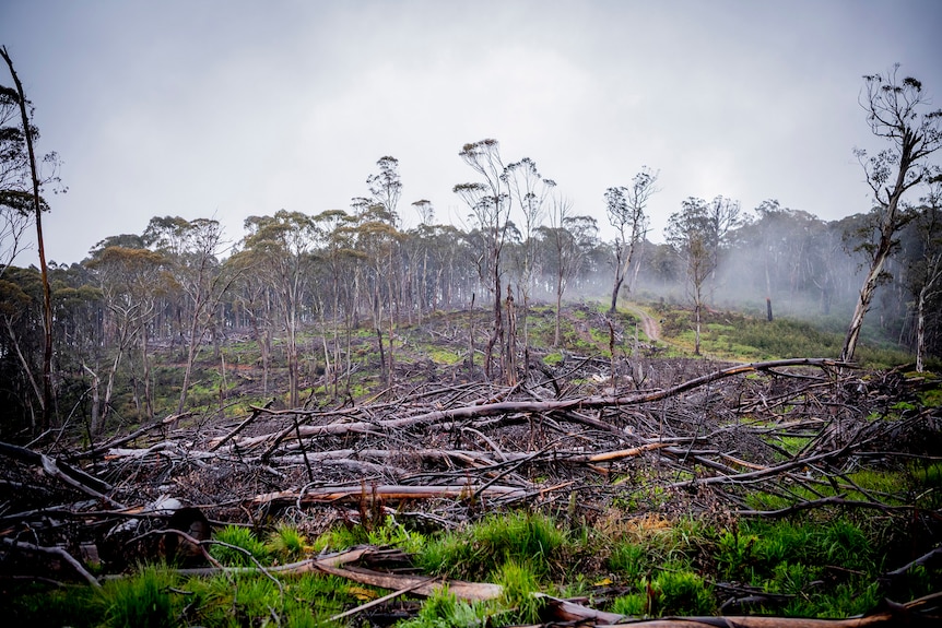 Logging coupe Duped