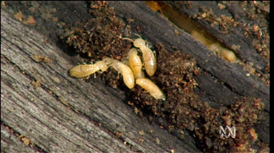 Termite damage forces Lake Macquarie council to demolish a lakeside house at Toronto.