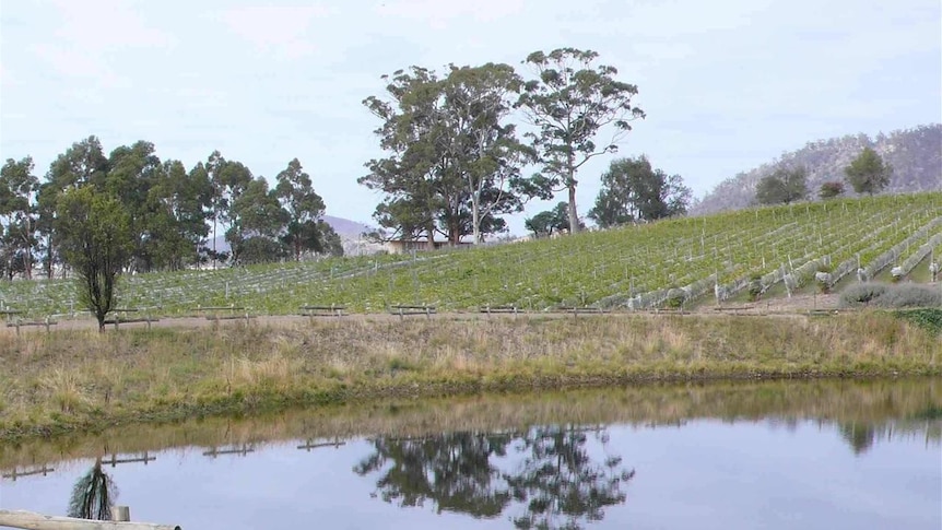 A dam at a Tasmanian vineyard