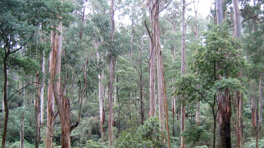 Mountain ash dominates Sherbrooke forest in Victoria