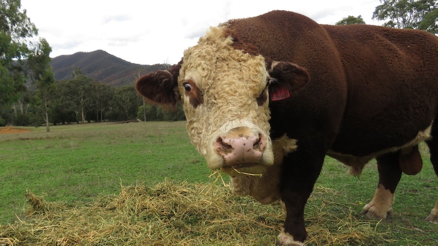 A bull stares into the camera lens over some hay.