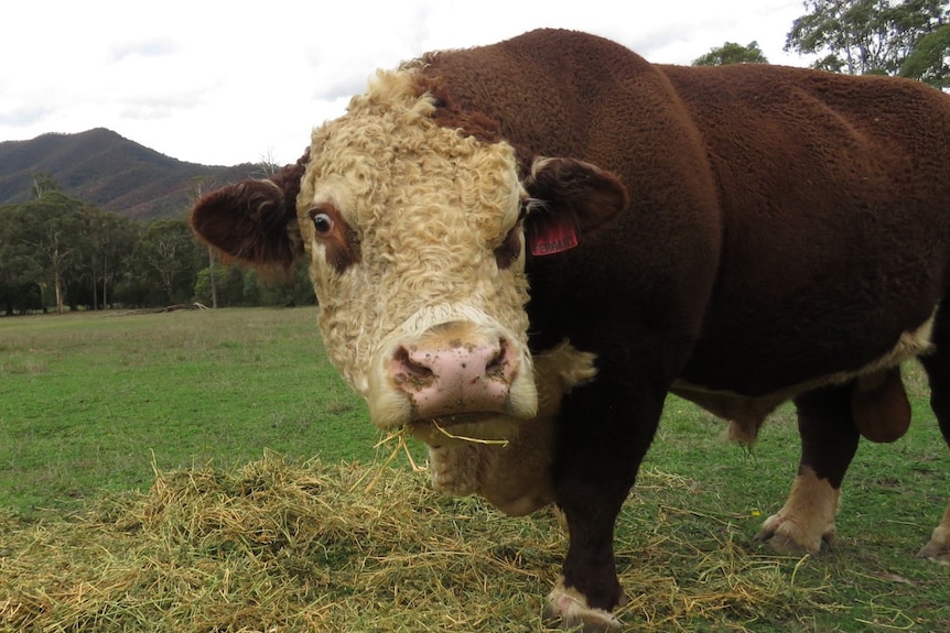 A bull stares into the camera lens over some hay.