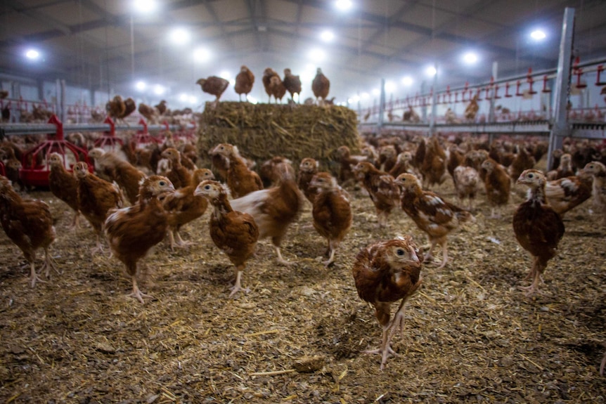 Young hens roam on a straw bed inside a shed.