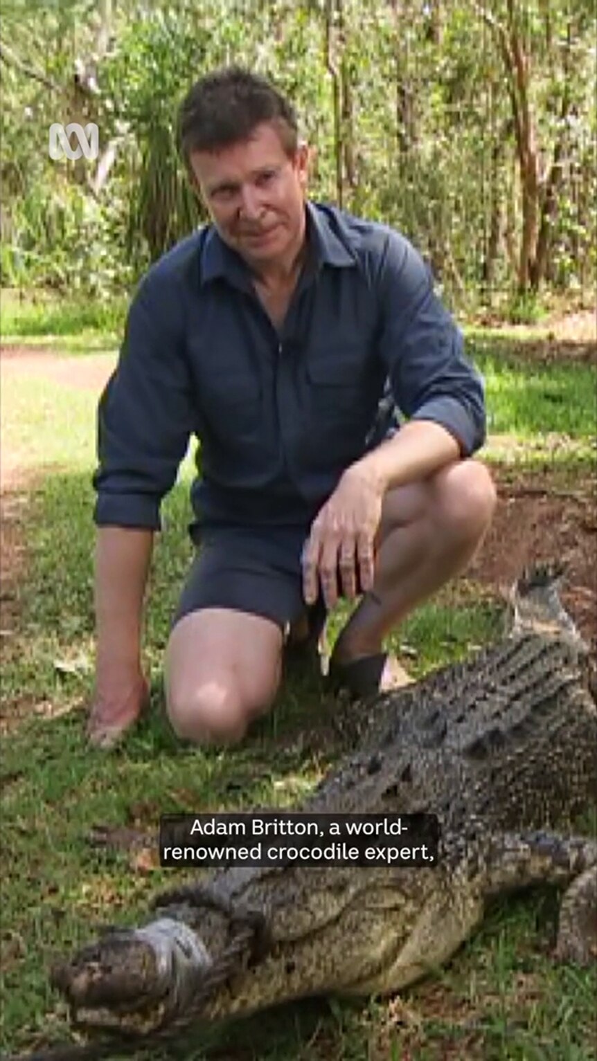 A man with light-tone skin kneels on one knee behind a crocodile with its snout taped shut