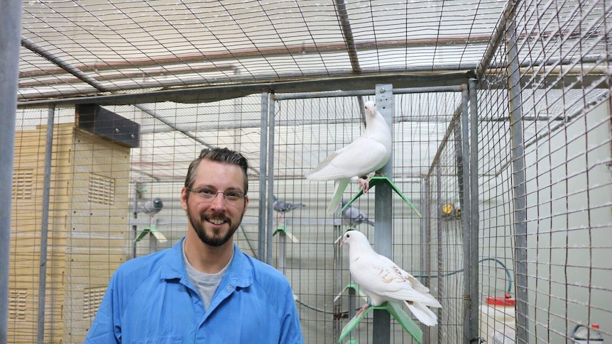 A man stands inside a cage containing two pigeons