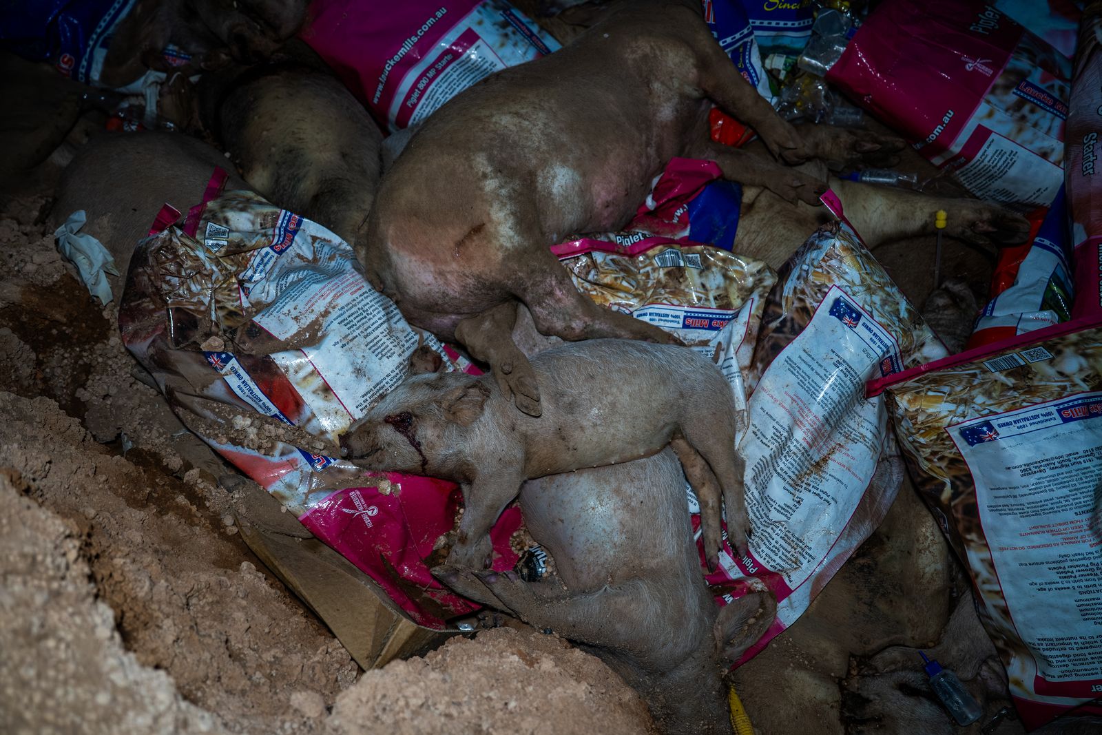 Several dead pigs in a pit alongside plastic waste.