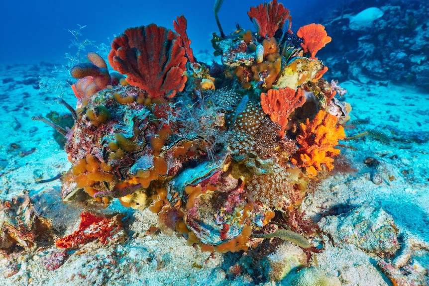 An underwater photo of a small bommie covered in colourful sea life. 