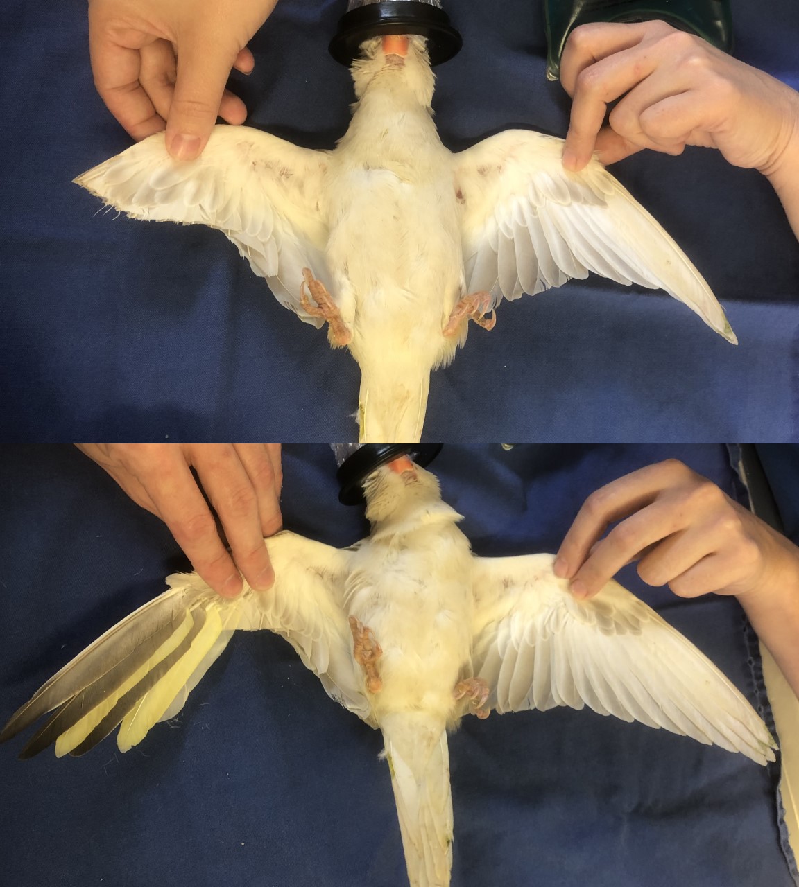 White cockatiel before and after imping procedure.