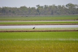 A lone bird on a Top End rice field