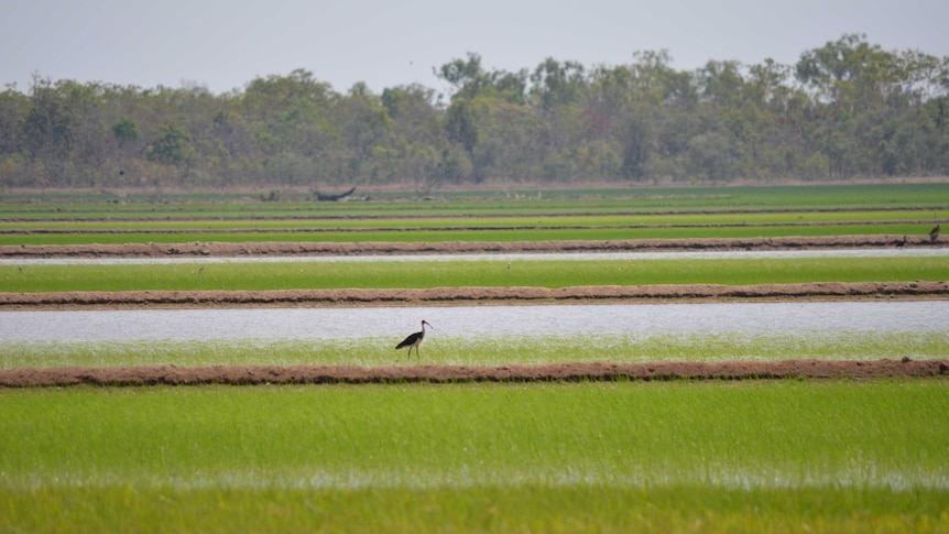 A lone bird on a Top End rice field