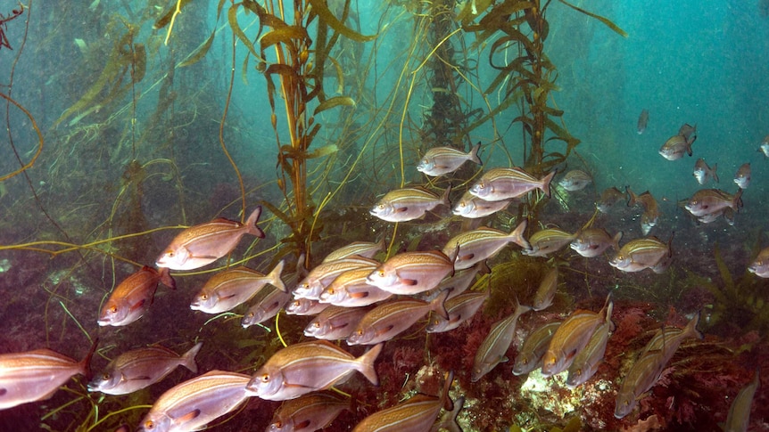 Fish with kelp forest in Tasmania