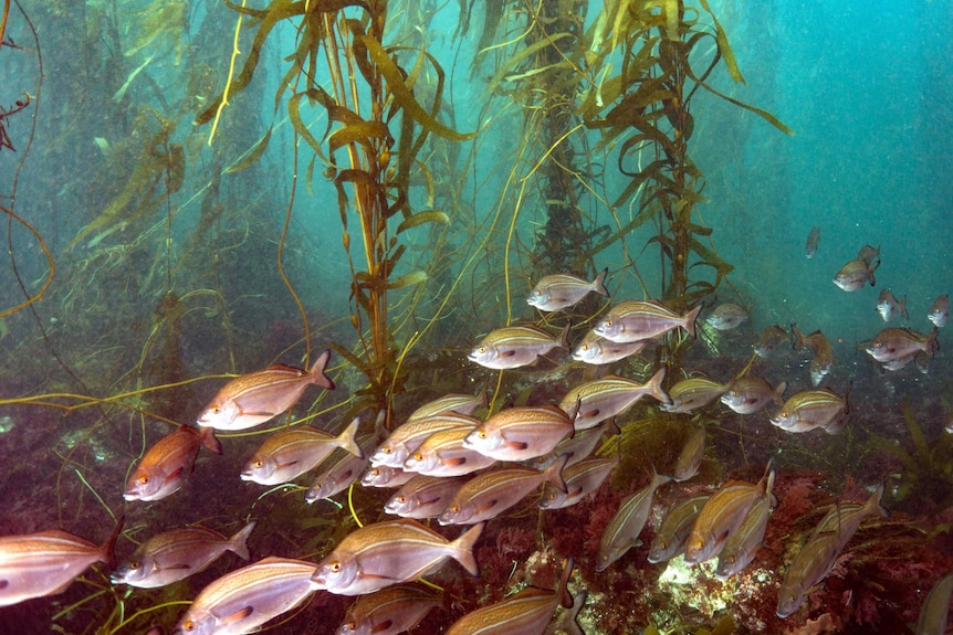 Fish with kelp forest in Tasmania