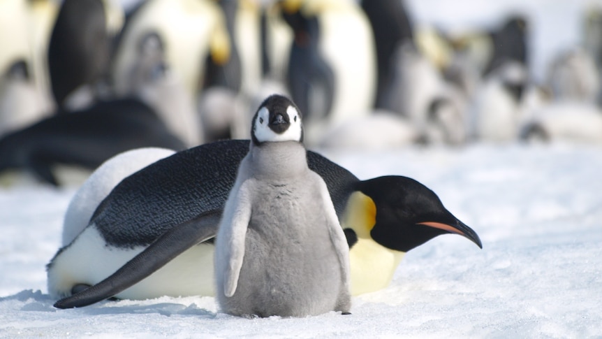An emperor penguin lies down in the snow, behind a small grey fluffy penguin chick.