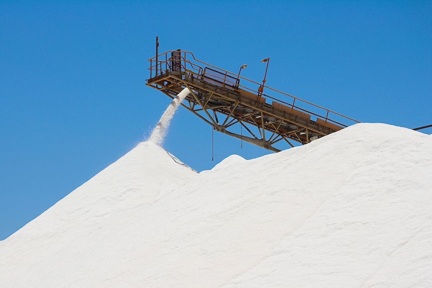 A large pile of salt stacks up from a conveyor belt