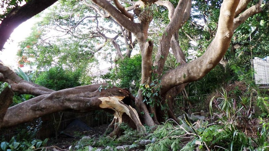 Poinciana tree falls down in Yeronga