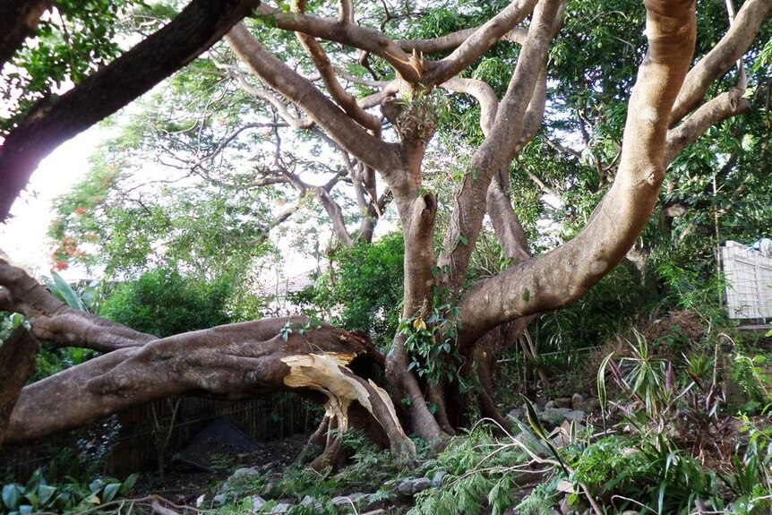 Poinciana tree falls down in Yeronga