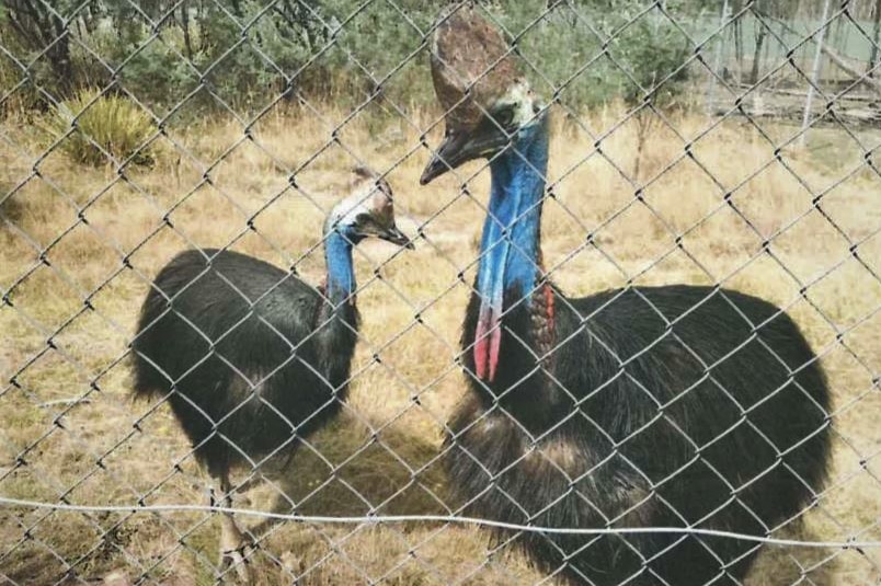 Two cassowaries behind fencing at unidentified Tasmanian wildlife park.