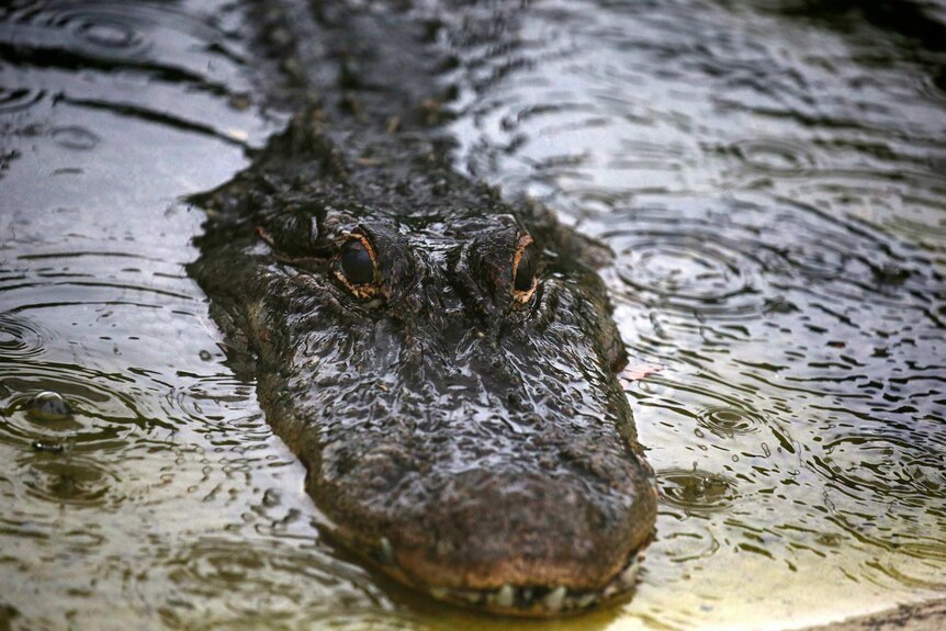 An alligator sticks its head out of the water