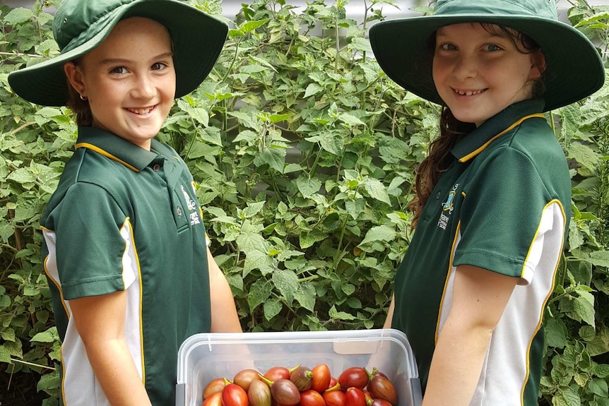 two young children wearing green hats holding a box of tomatoes in front of a green bush