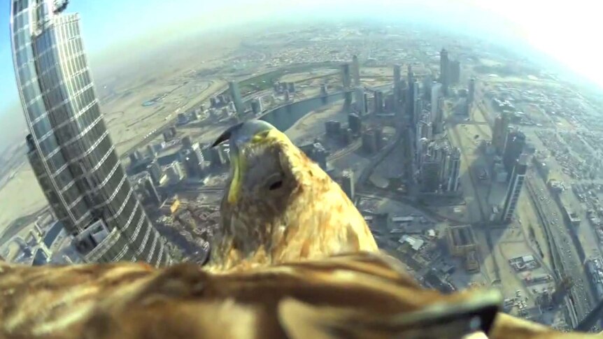 Eagle with camera on back flies from Dubai skyscraper