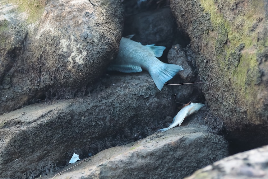 dead fish on the rocks