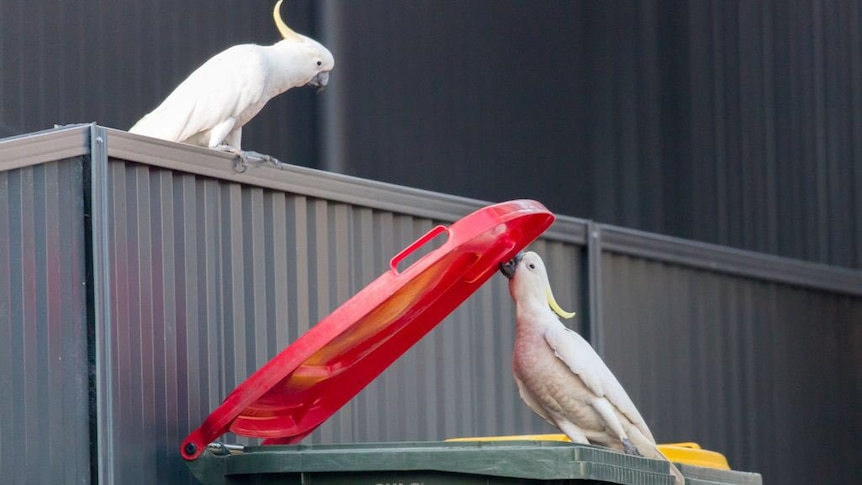 A cockatoo opens a wheelie bin lid with its beak while its partner watches on from a fence