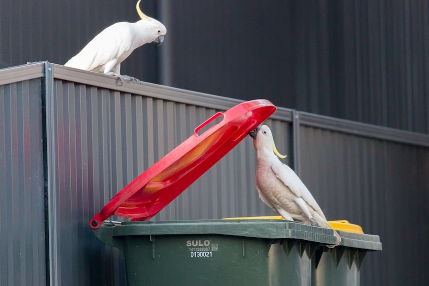 A cockatoo opens a wheelie bin lid with its beak while its partner watches on from a fence