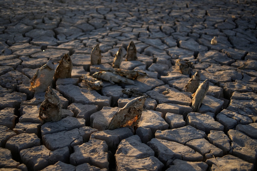 Dead, rotting fish sit upright in cracks of a dried lakebed. 