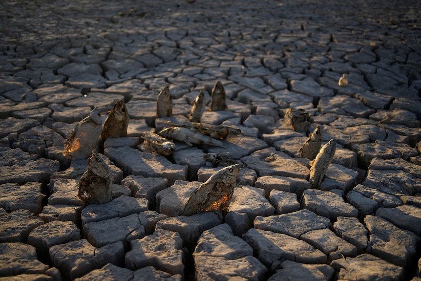 Dead, rotting fish sit upright in cracks of a dried lakebed. 