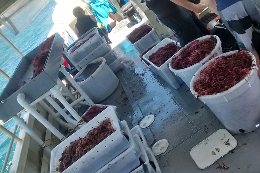 Seaweed in buckets on a boat